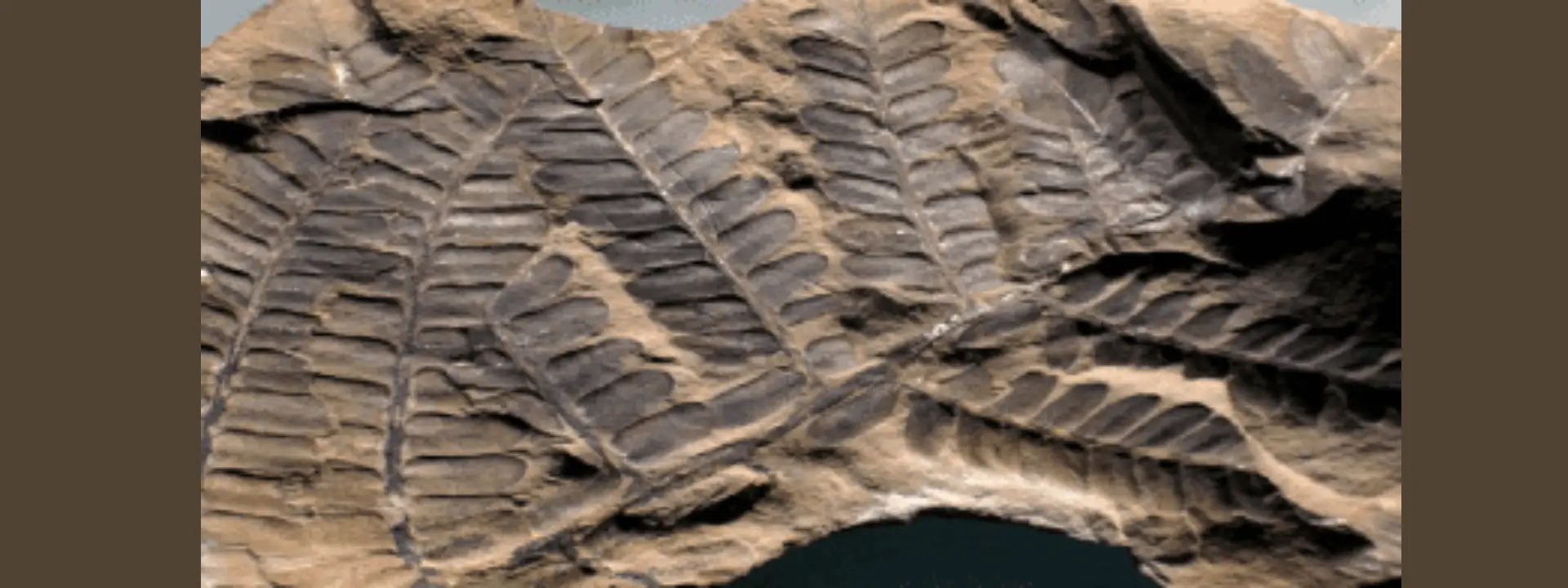 Indian Fossil Heritage