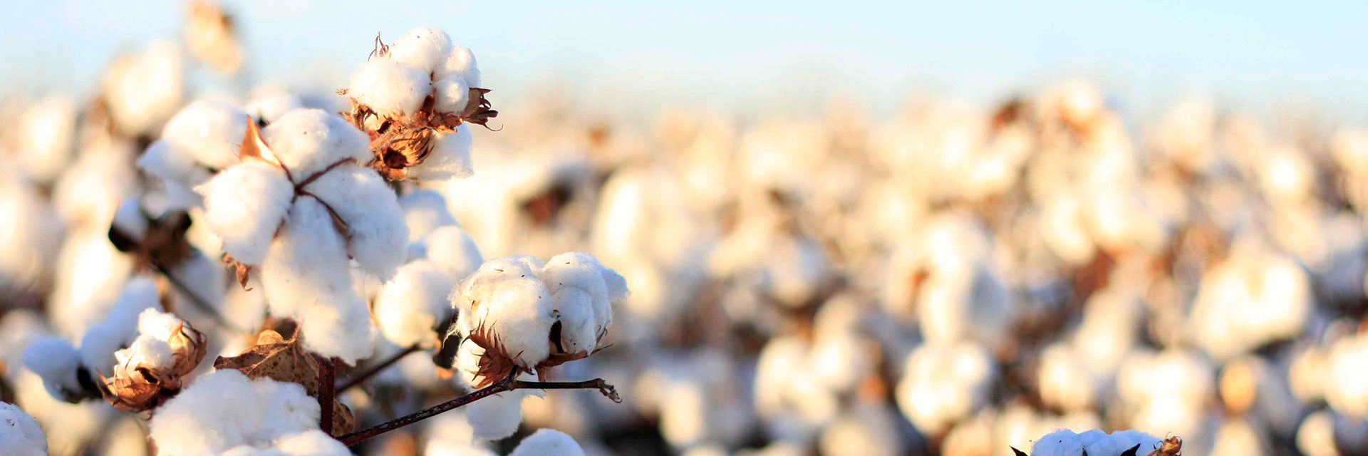 India cotton