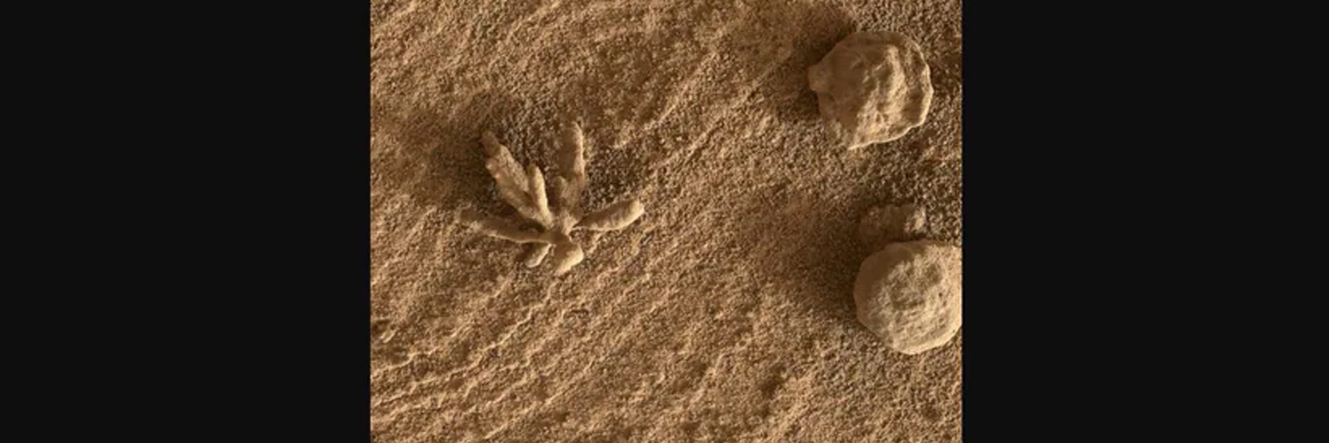 Martian Flower
