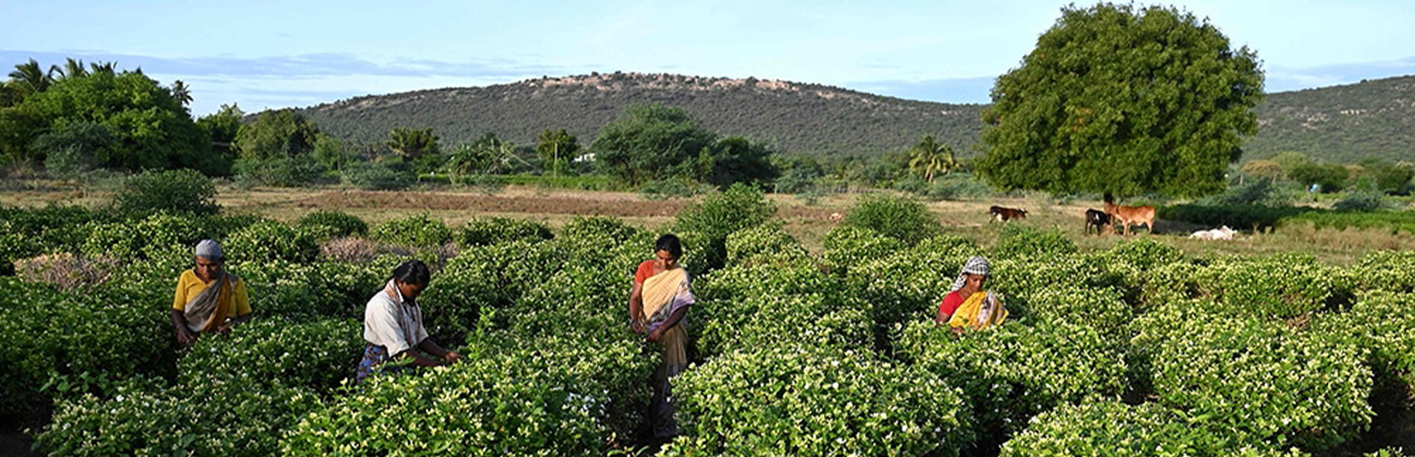 Scent of luxury: India's jasmine infuses global perfume
