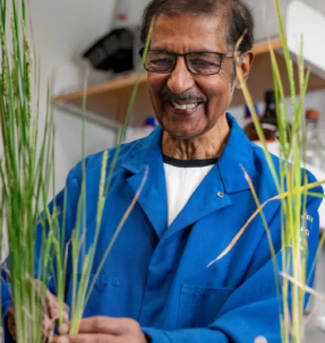How Venkatesan Sundaresan’s 2024 Wolf Prize-winning agricultural discovery will feed billions