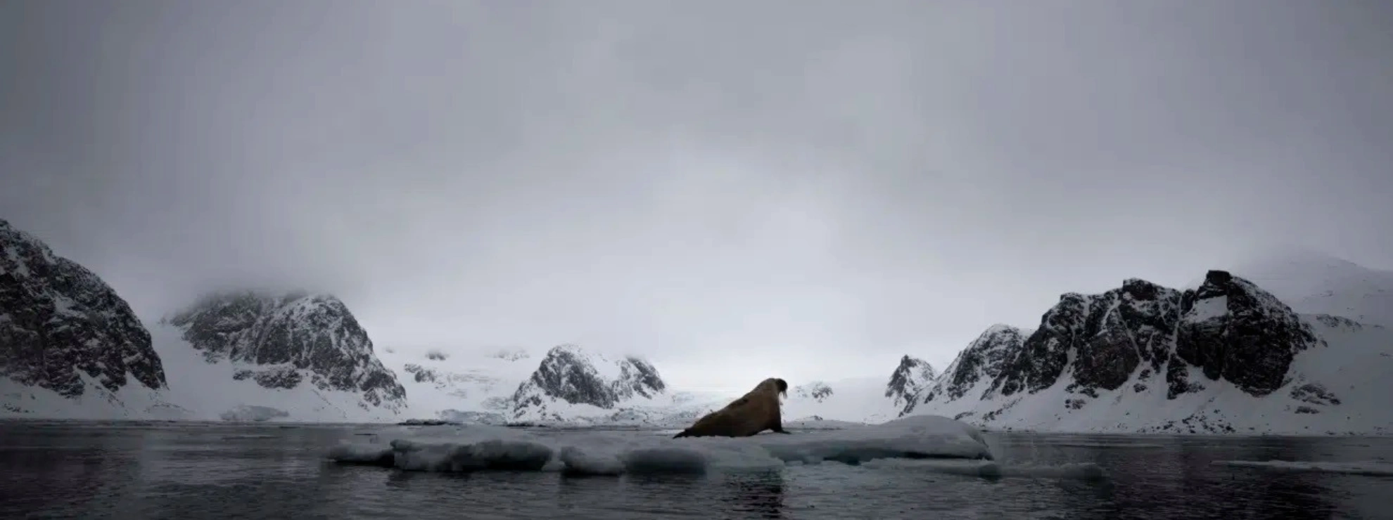 Indian-origin photographer Malini Chandrasekar won GOLD at the 2025 World Nature Photography Awards for her award-winning image Svalbard captured during her recent trip to the Arctic