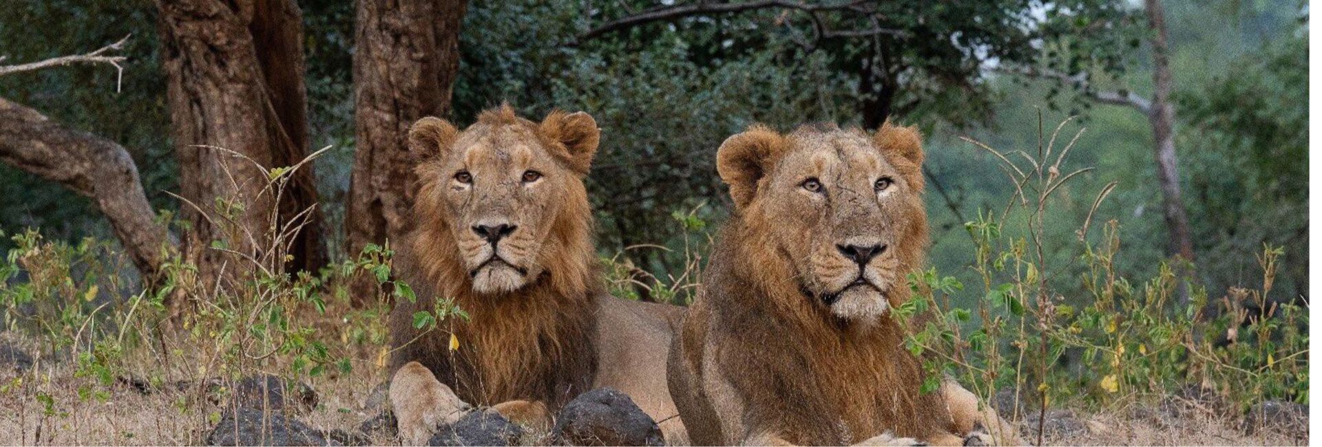 Asiatic Lion | Global Indian