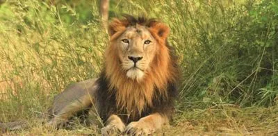 Asiatic Lion