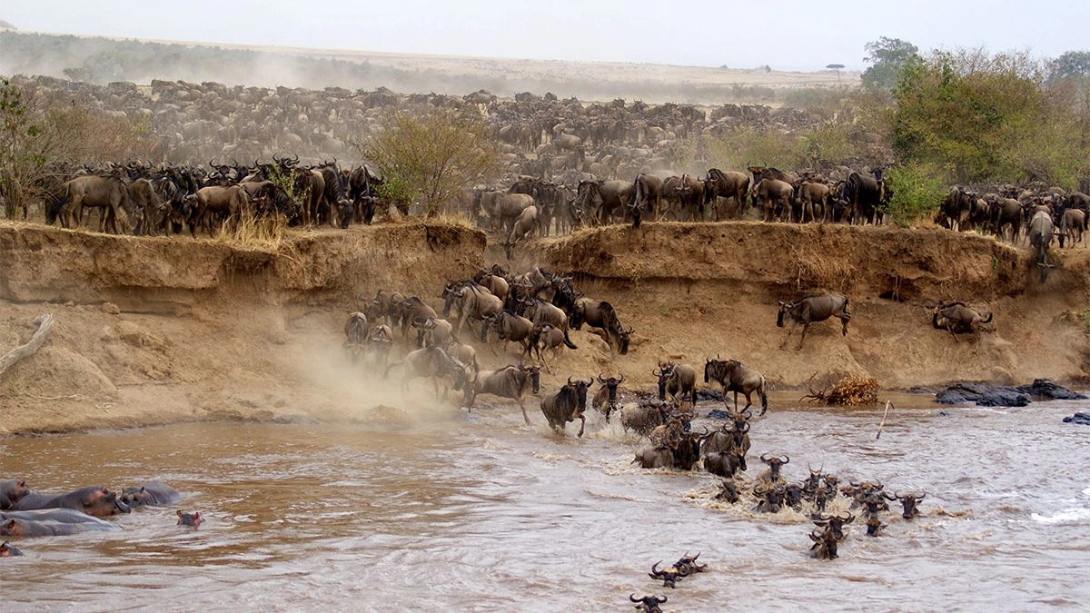 Masai Mara | Global Indian