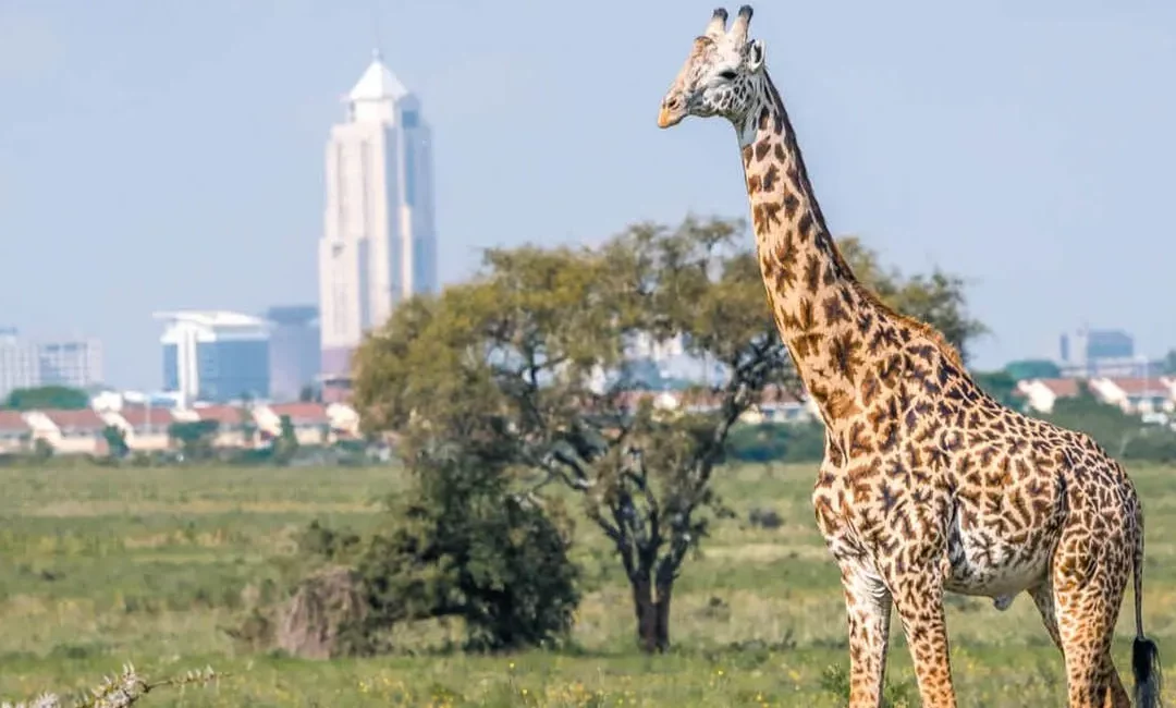 Life in Nairobi: An Indian techie’s journey through the Silicon Savannah