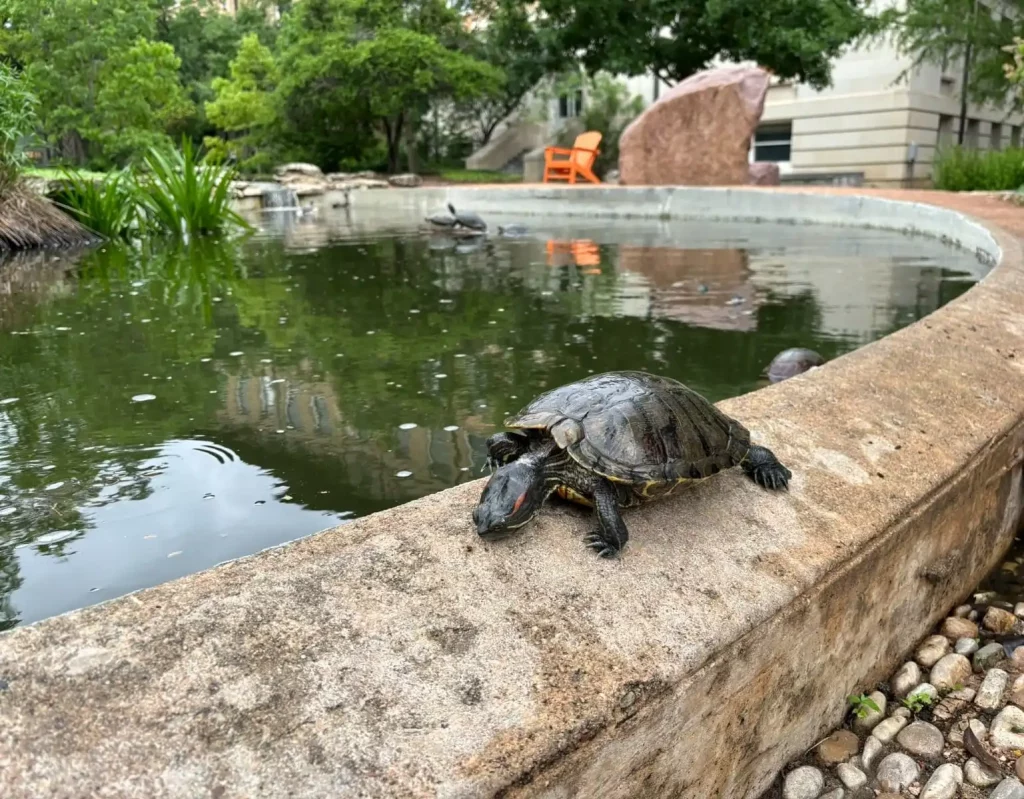 Turtle Pond on the UT Austin campus