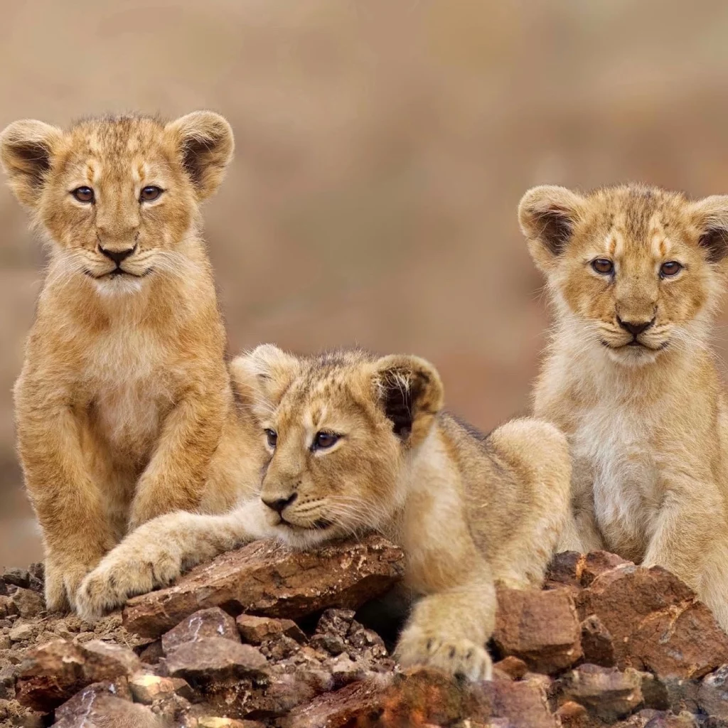 Asiatic lions_Photo by Woods of Sasan