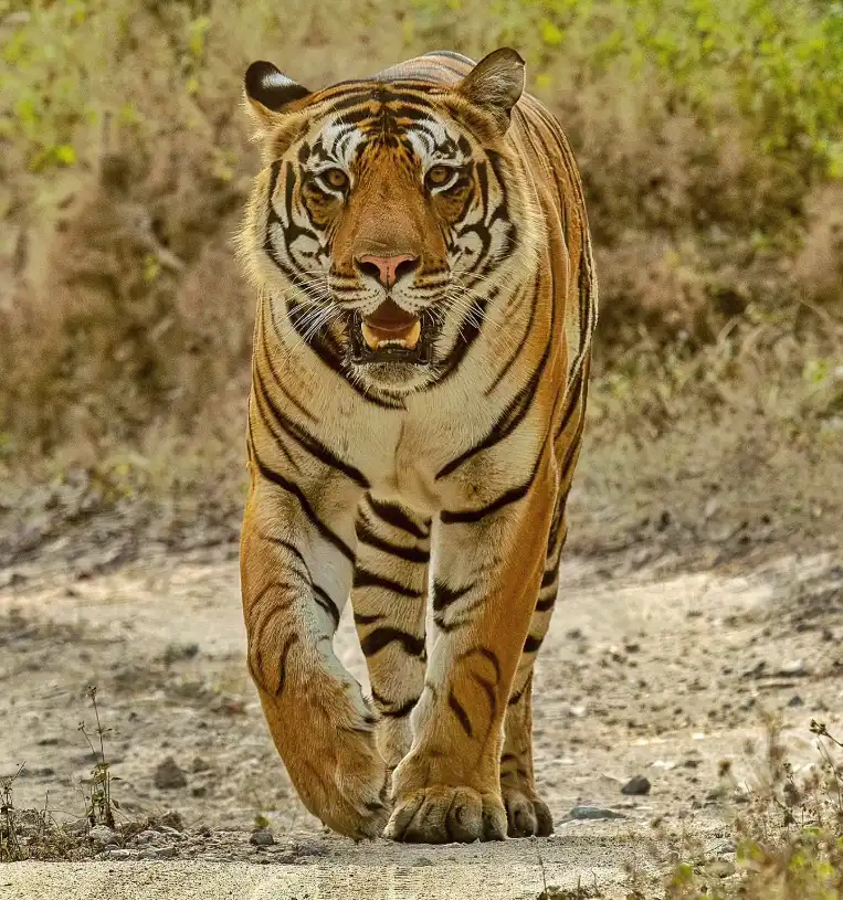 A shot taken at the Kanha National Park | Photo Credit: Sinali Experiences