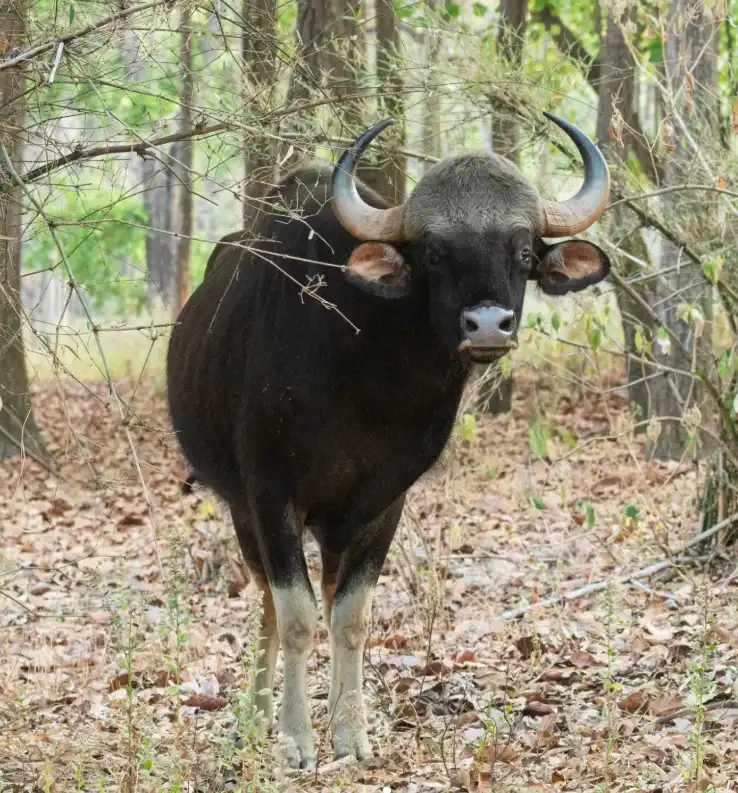 Picture of Indian Gaur clicked at the Kanha National Park_Photo Credit Sinali Experiences (1)